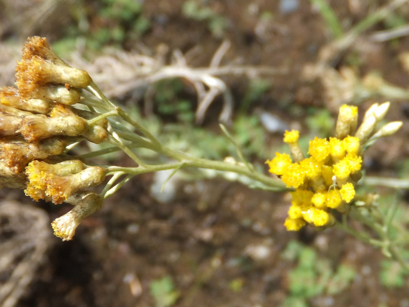 Curry plant