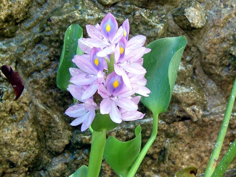 ホテイアオイ | Eichhornia crassipes | かぎけん花図鑑