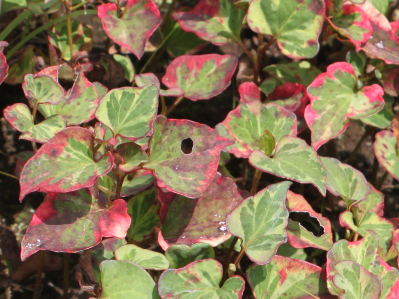 フイリドクダミ | Houttuynia cordata cv. variedgata | かぎけん花図鑑