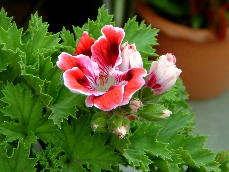 大花天竺葵 Pelargonium Grandiflorum Hybrids 科技研花图画书