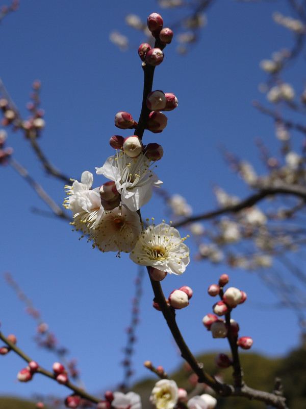 Prunus mume 'Choju'