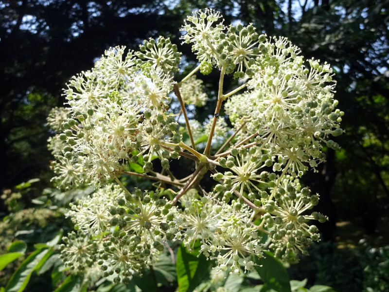 ウド Aralia Cordata かぎけん花図鑑