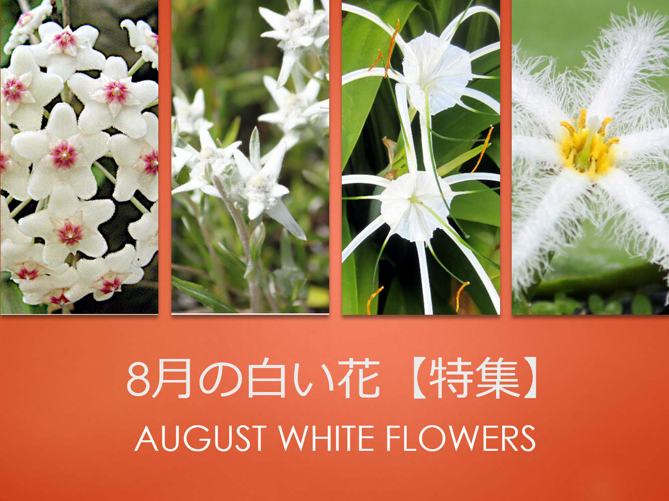 8月の白い花【特集】