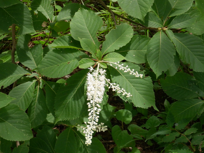 Clethra barbinervis