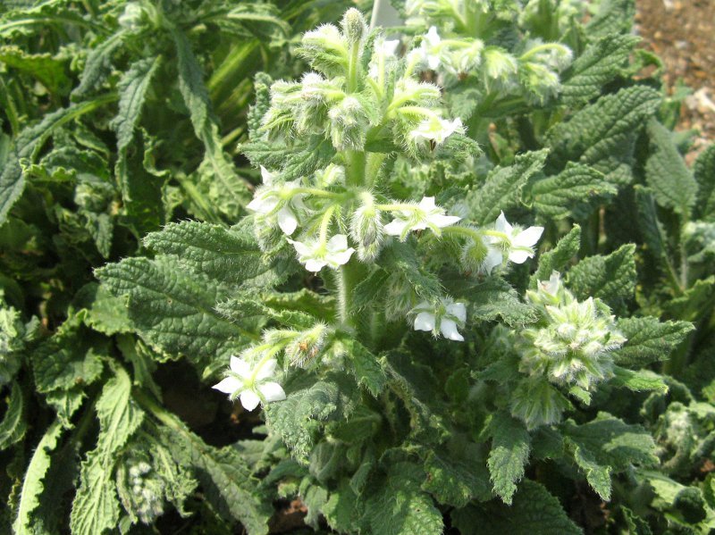 Borage