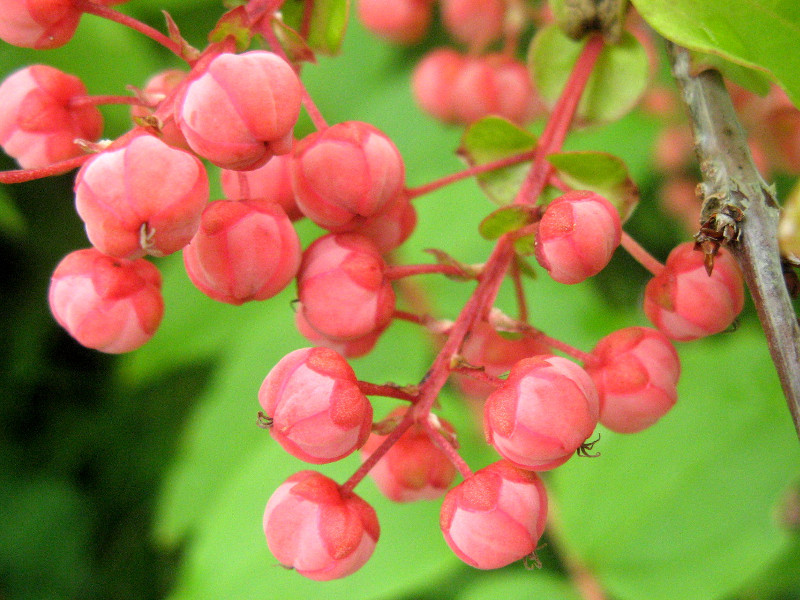 Coriaria