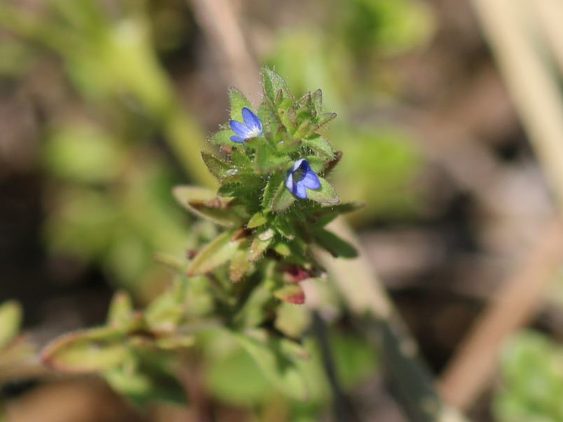 Veronica persica