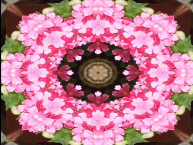 Verbena