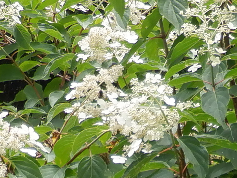 Hydrangea paniculata 