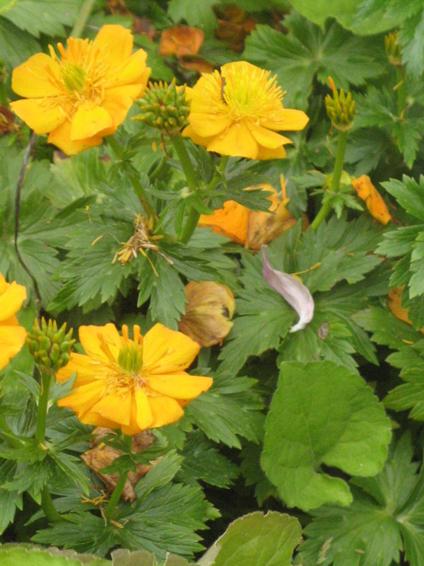 Trollius riederianus