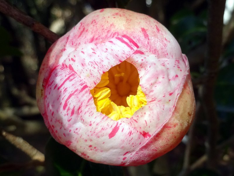 山茶花 玉霞