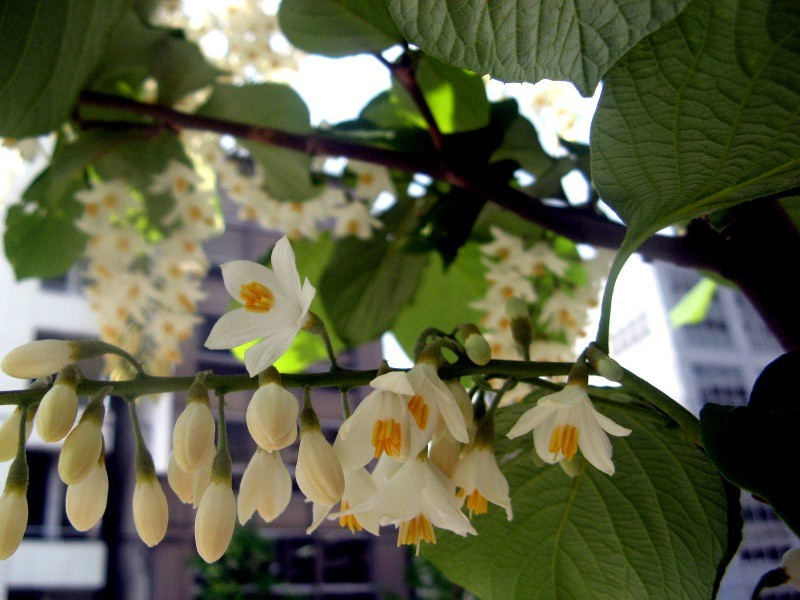 Styrax obassia