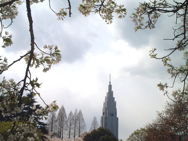 大島桜