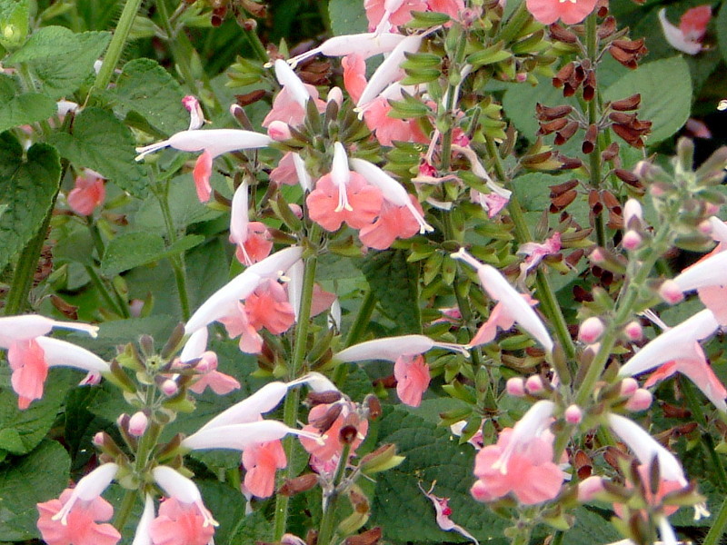 果物鼠尾草 Salvia Dorisiana 科技研花图画书