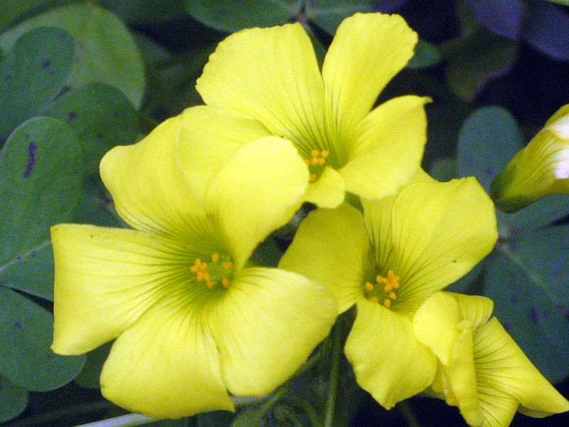 Buttercup oxalis