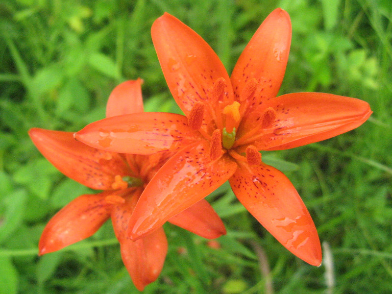 ヒメユリ Lilium Concolor かぎけん花図鑑