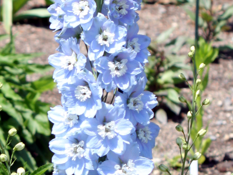 Delphinium lark spur