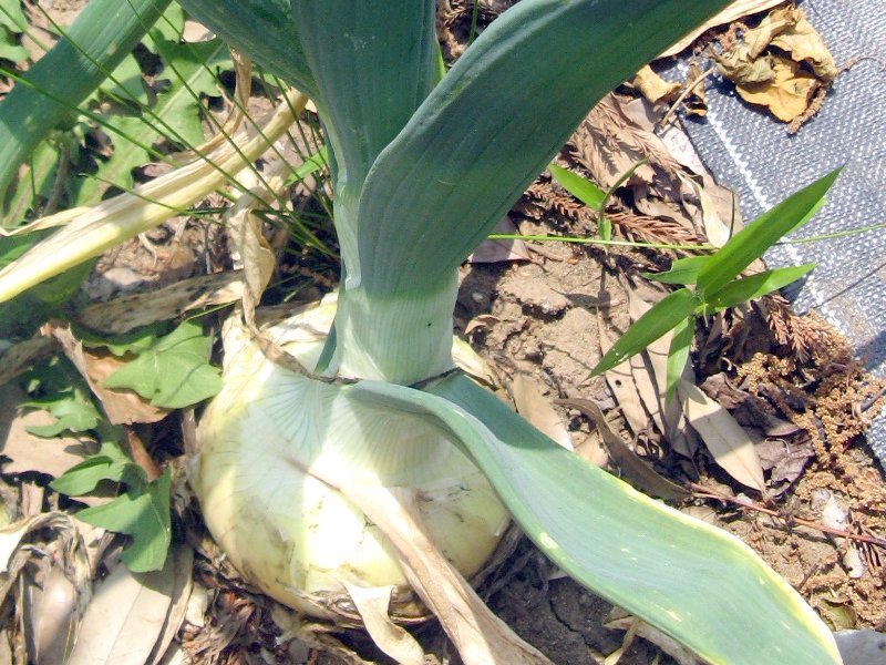 タマネギ Allium Cepa かぎけん花図鑑