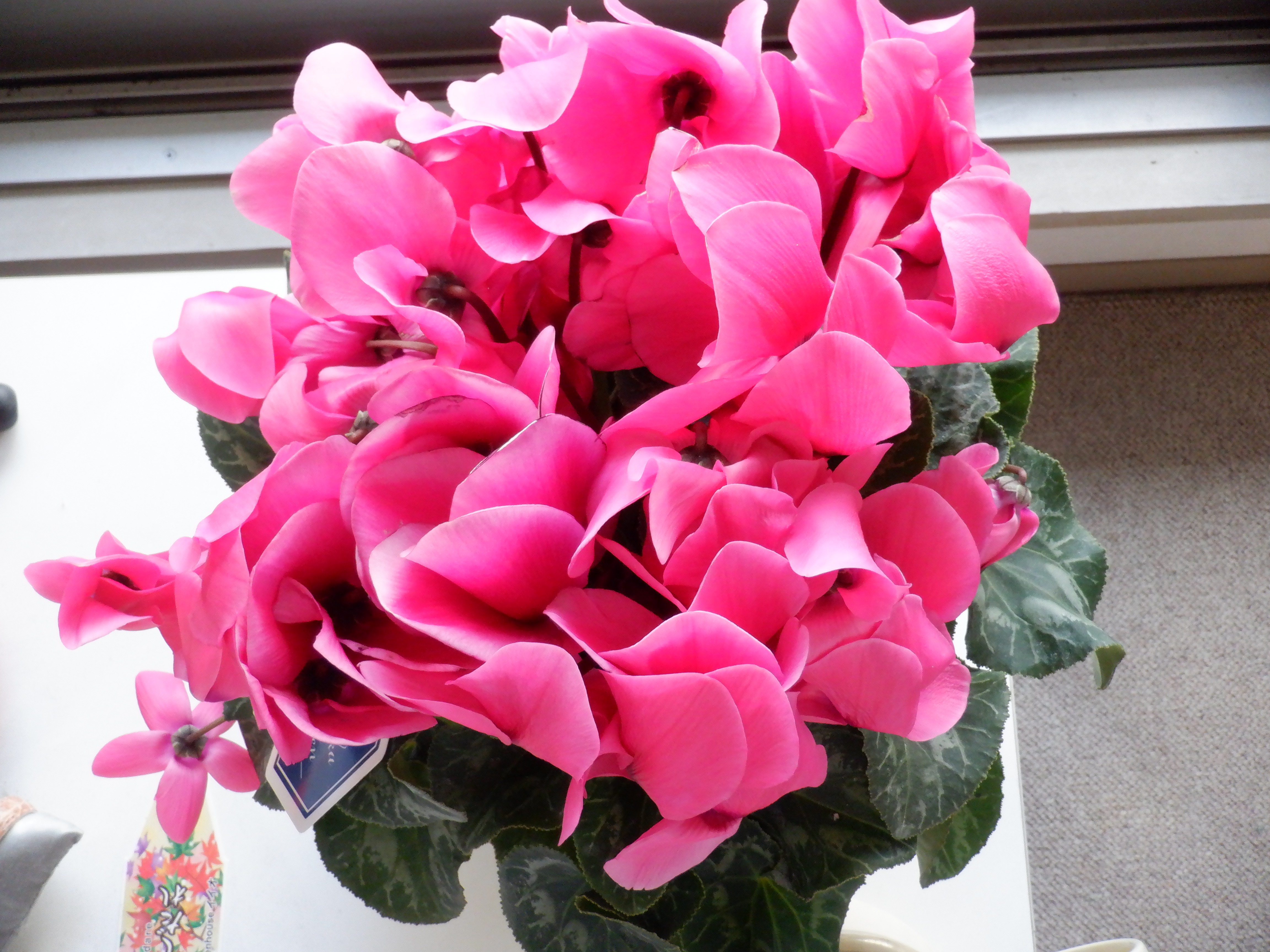 Cyclamen