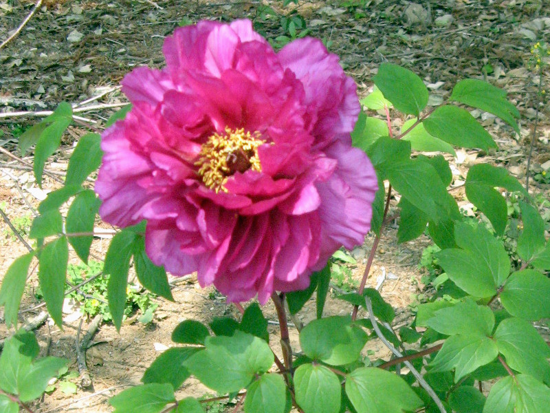 ボタン Paeonia Suffruticosa かぎけん花図鑑