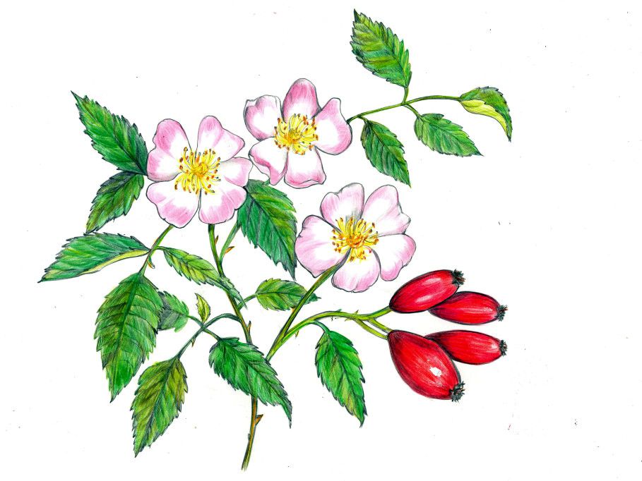 Rosa canina｜Romanian national flower