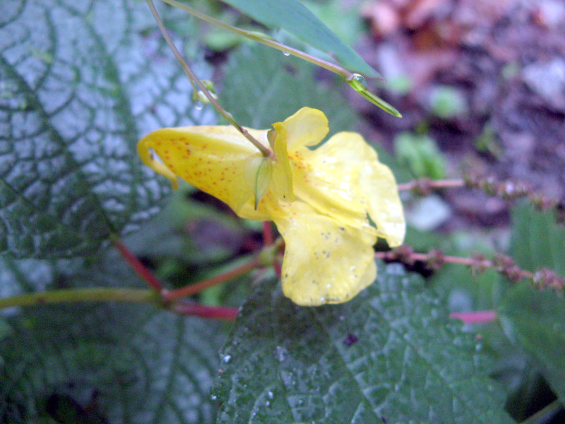 Impatiens nolitangere