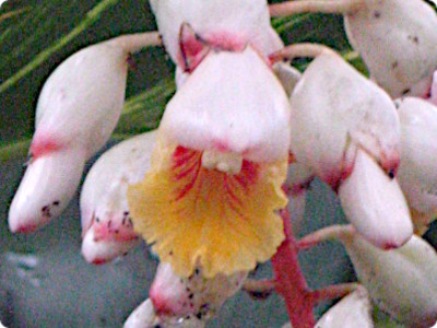 Alpinia zerumbet