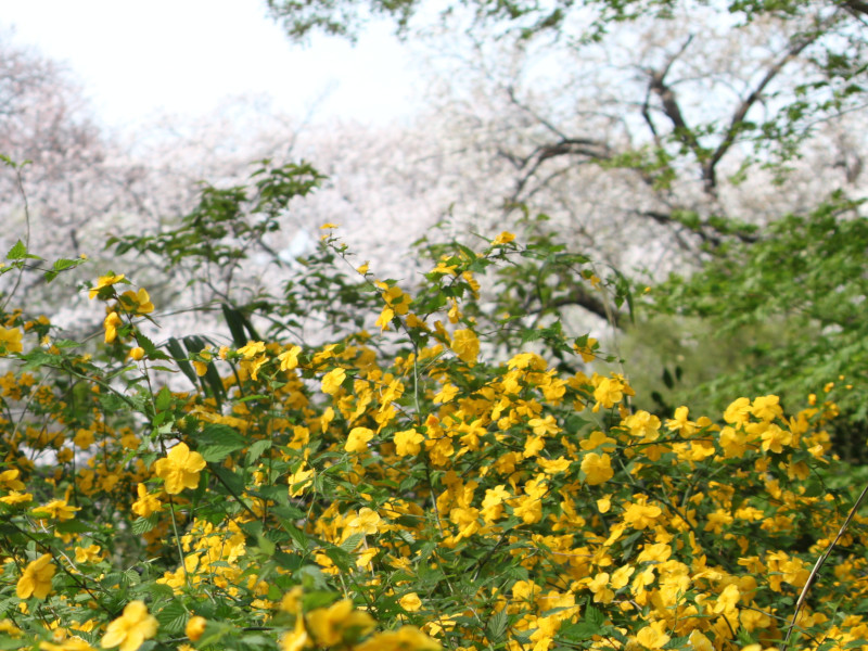 棣棠花