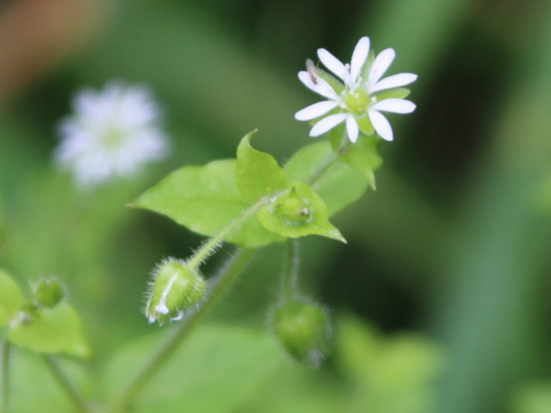 鹅肠菜