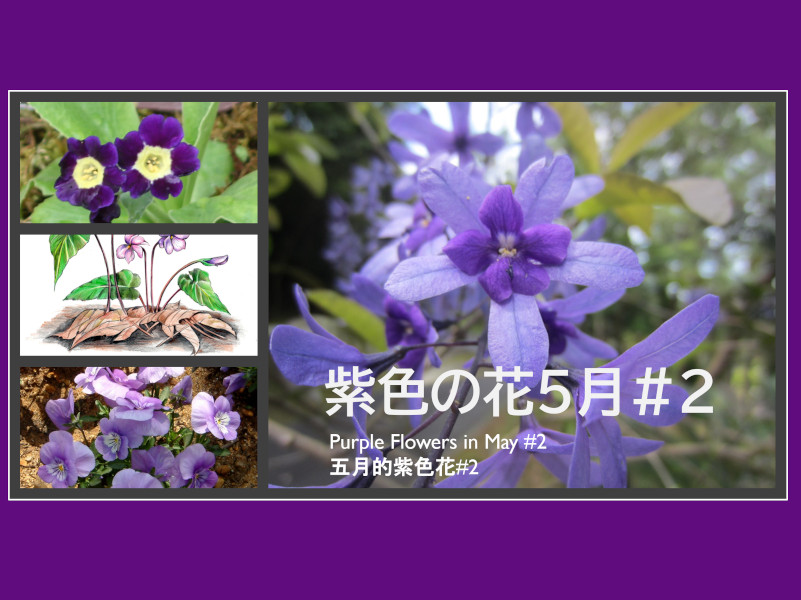 特集6　5月の紫色の花#2