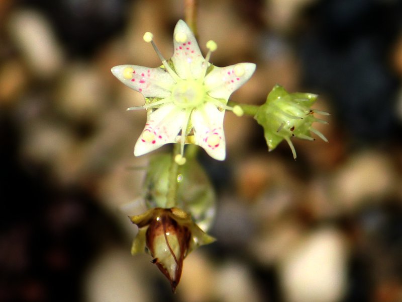 Saxifraga bronchialis 