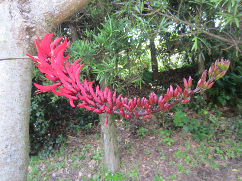 サンゴシトウ Erythrina Bidwillii かぎけん花図鑑