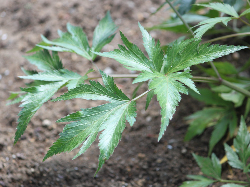  Angelica acutiloba