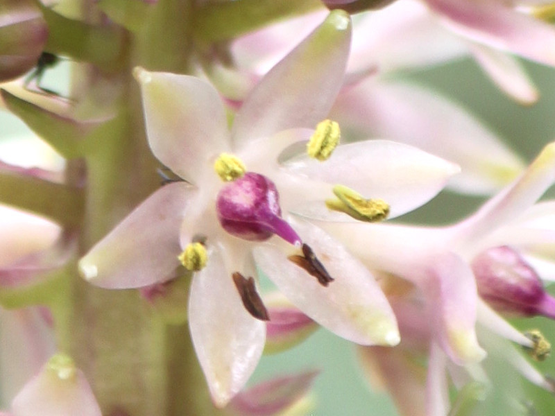 パイナップルリリー Eucomis Autumnalis かぎけん花図鑑