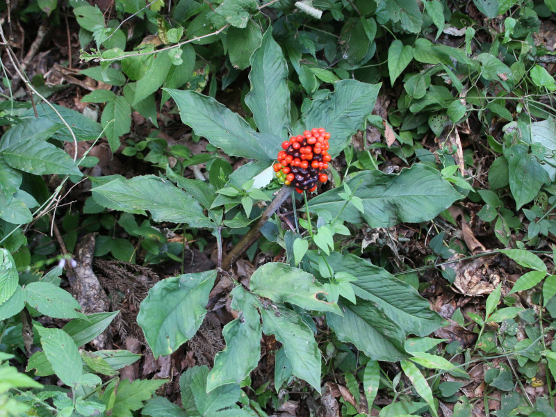 Jack in the pulpit