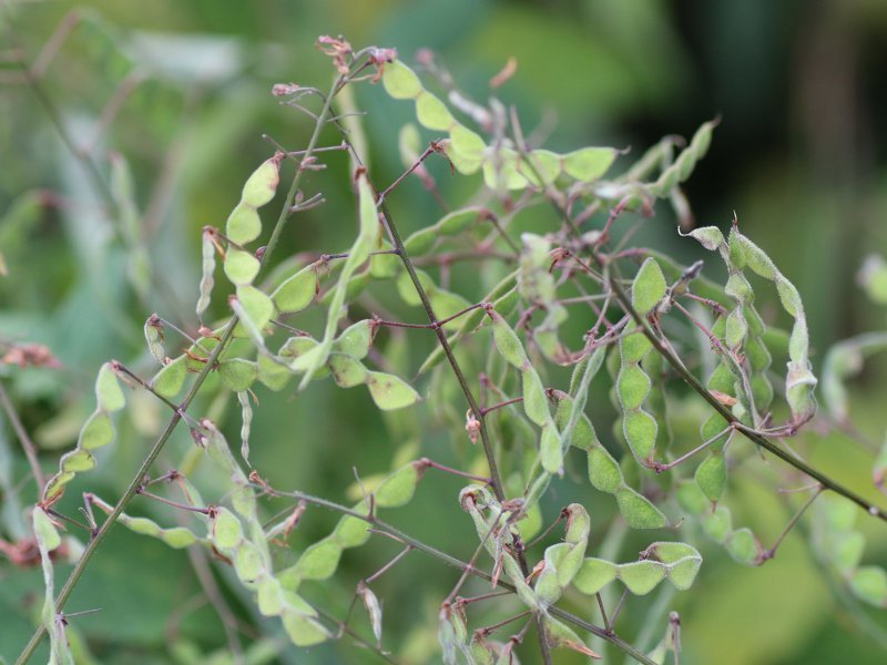 Desmodium