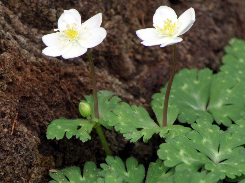 ニリンソウ Anemone Flaccida かぎけん花図鑑