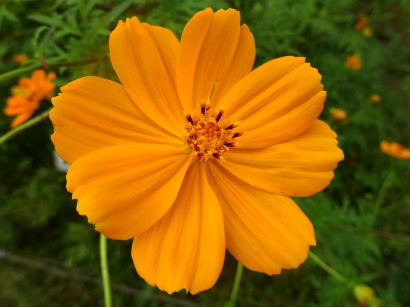 Cosmos sulphureus