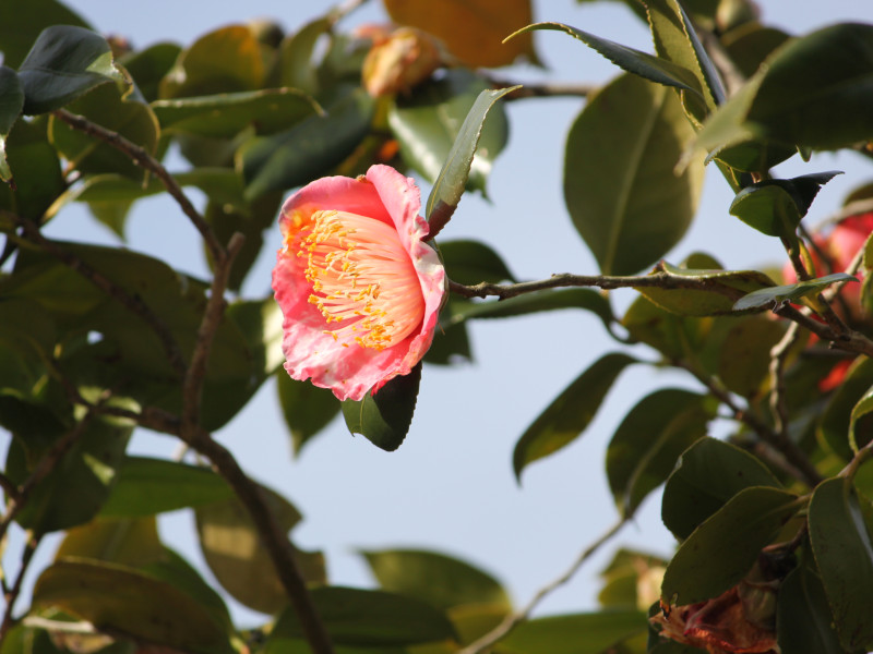 Camellia Manzairaku