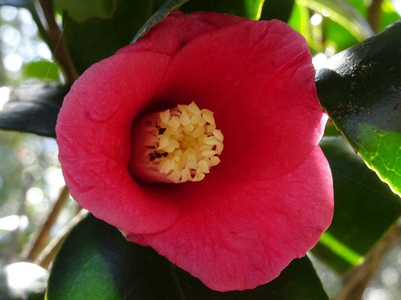 茶花佐渡侘助 Camellia Japonica Sado Wabisuke 科技研花图画书