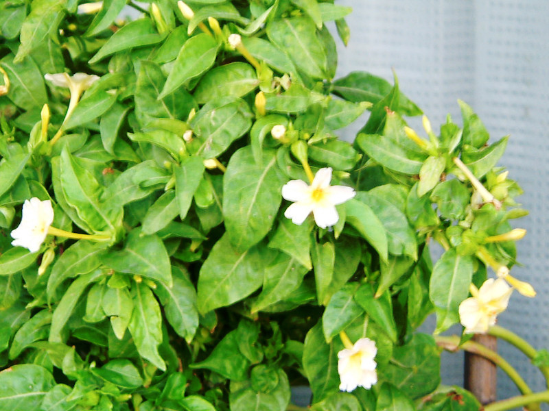 紫茉莉 Mirabilis Jalapa 科技研花图画书