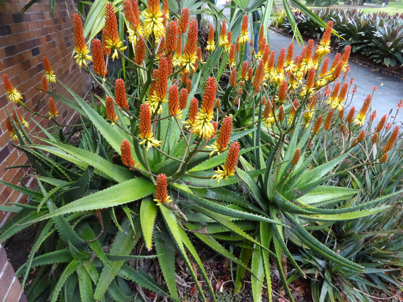 Aloe Saturn