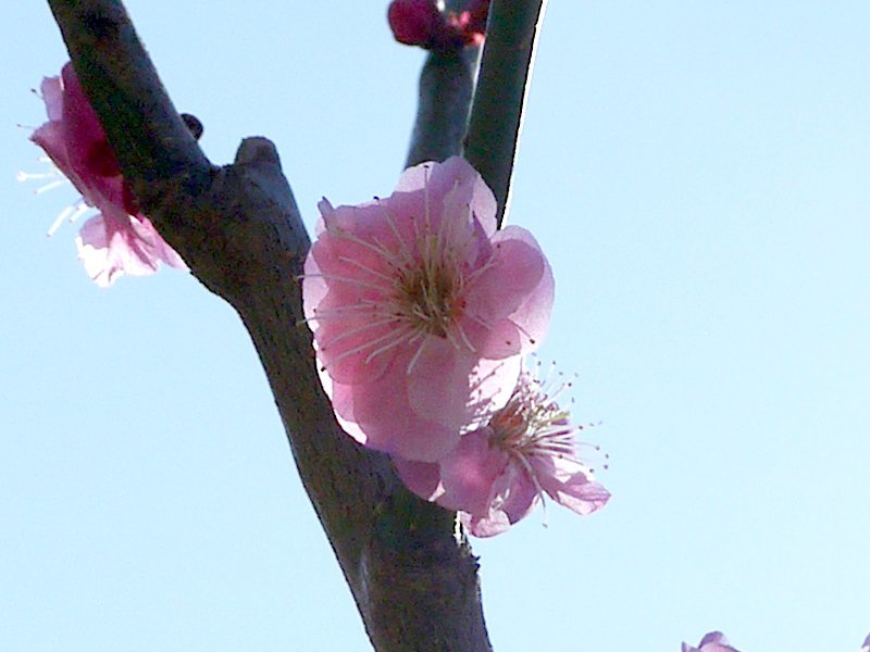 Prunus mume 'Fenhong Zhusac'