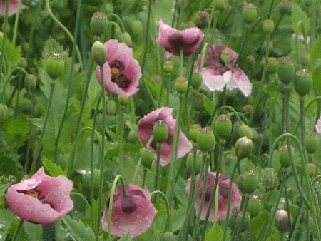 Papaver setigerum