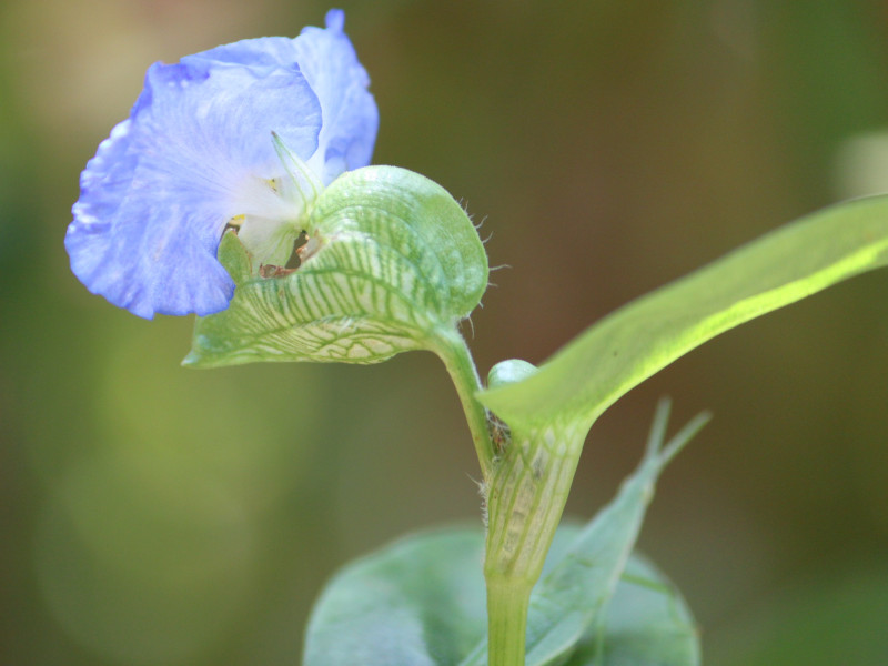 The big dewdrop