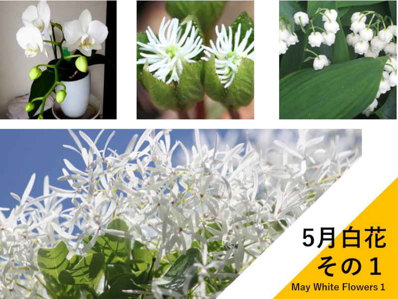 5月の白花種類一覧1