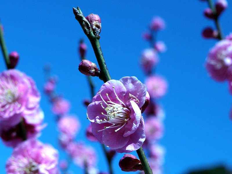 Prunus mume 'Mikaikou'