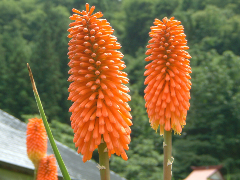 Indigenous South African Flowers