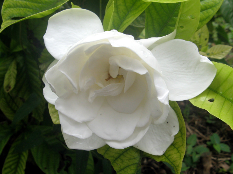 Gardenia jasminoides