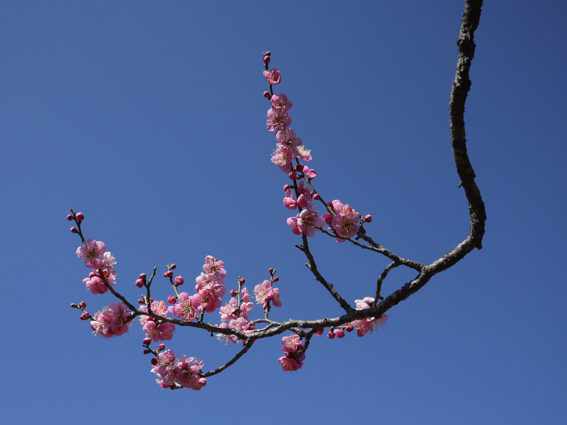 梅花 '道知辺'